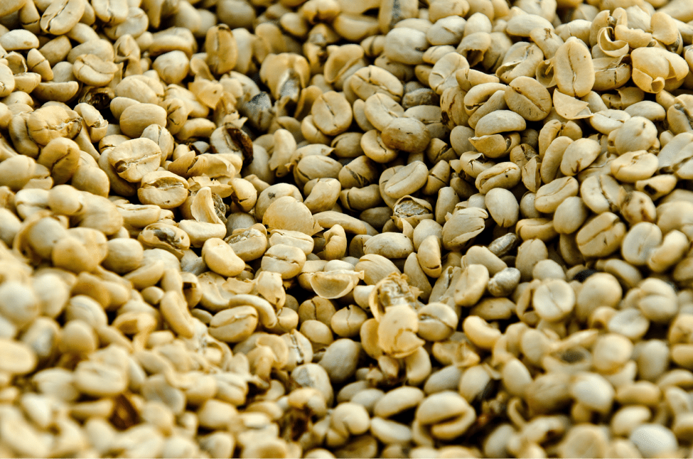 guatemala beans